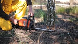 Best Tree Preservation Services  in Greenvle, IL